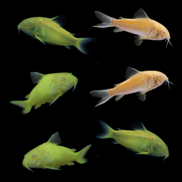 GloFish® Corydoras Mixed Set