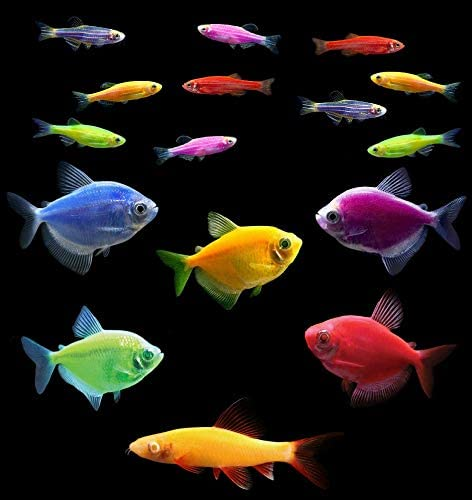GloFish® Community Collections