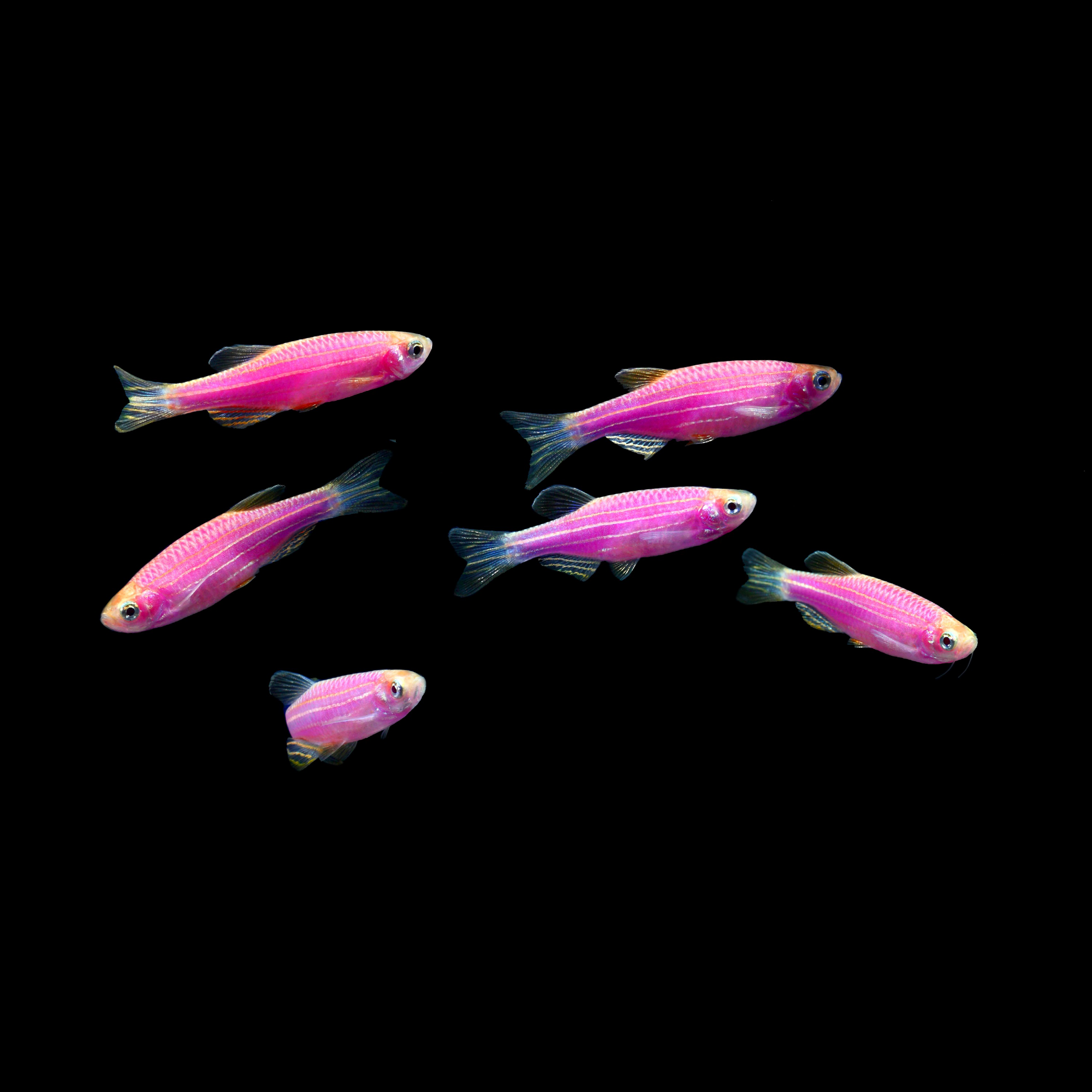 GloFish® Add-On Collections