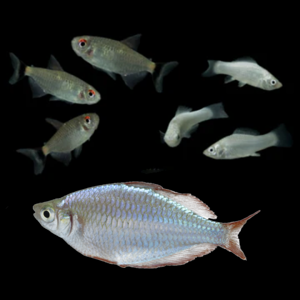 GloFish® Companions
