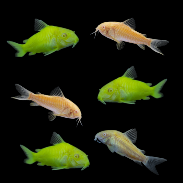 GloFish® Corydoras