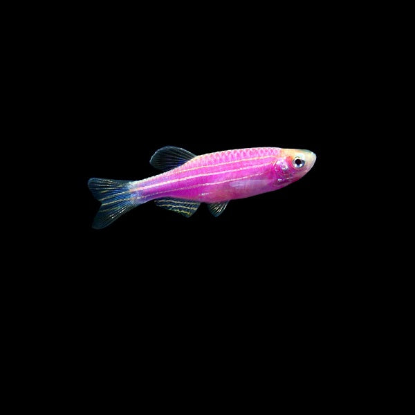GloFish® Danios