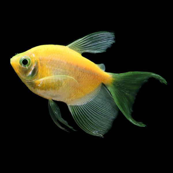 GloFish® Long-Fin Tetras