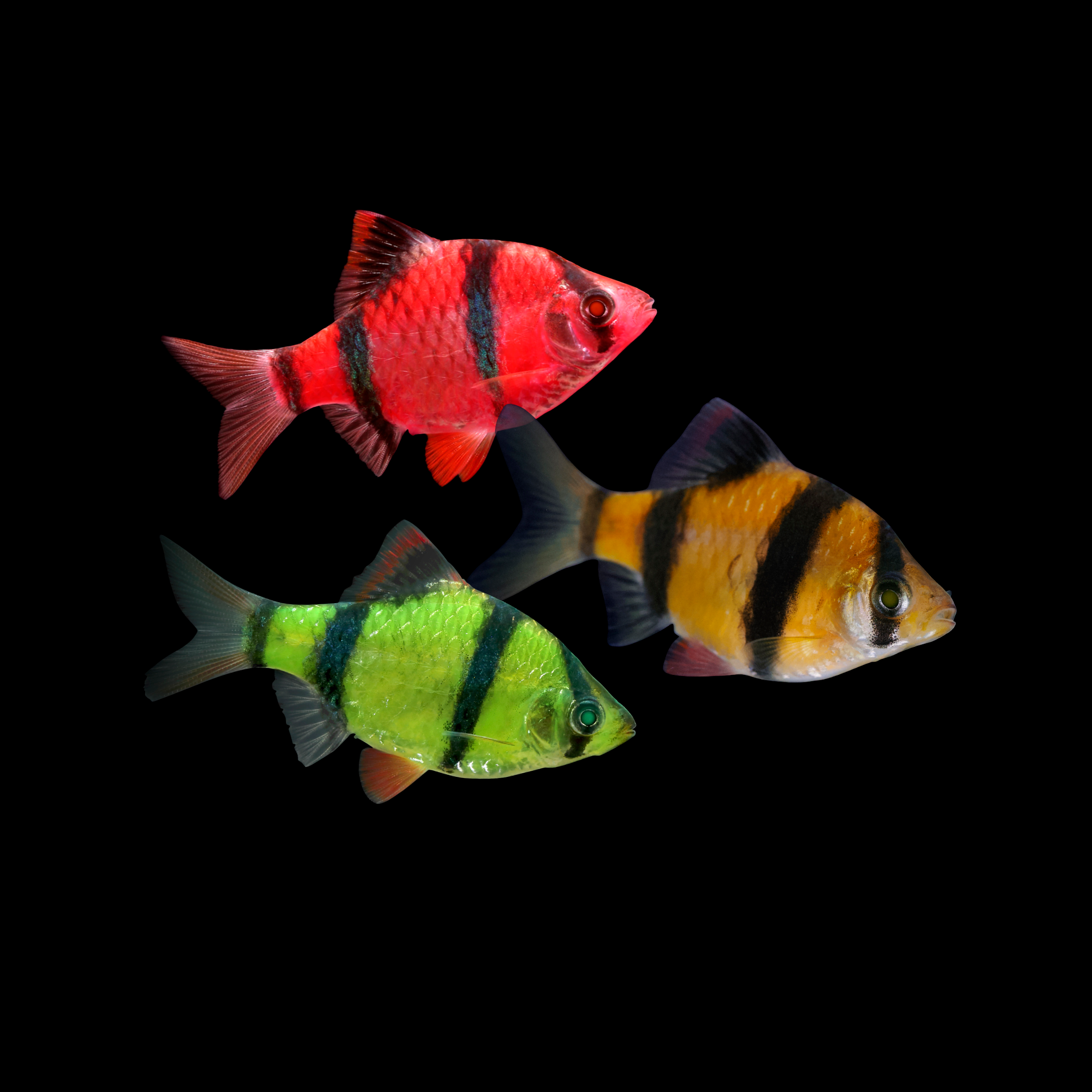 GloFish® Barbs