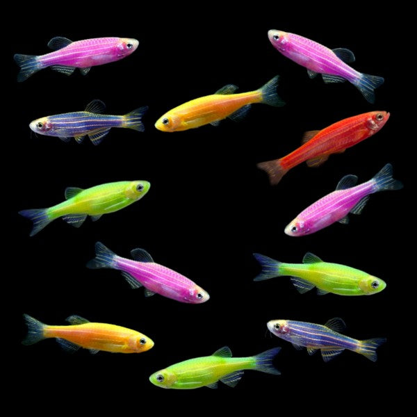 GloFish® Mixed Zebra Danio Dozen Set (12ct)