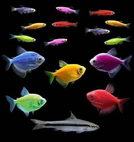 GloFish® 20G Community Set (16ct)