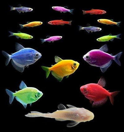 GloFish® 20G Skirt Community Set (16ct)