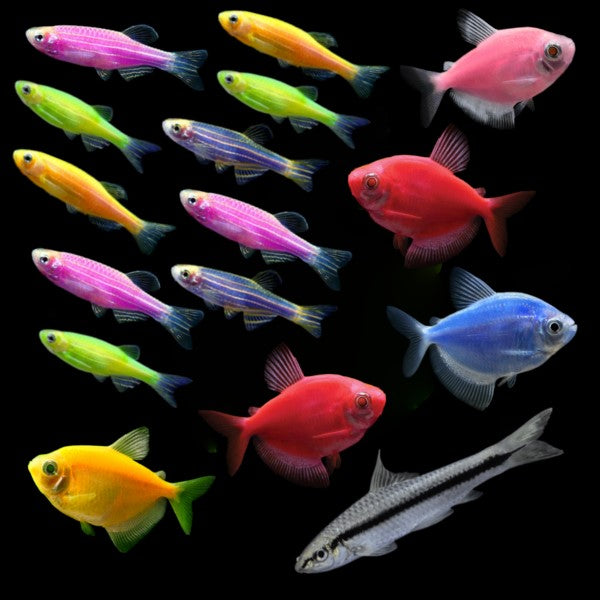 20G Community set 3