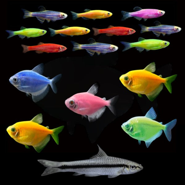 20G Community Set 2