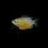 Sunset Thicklip Gourami Add-on