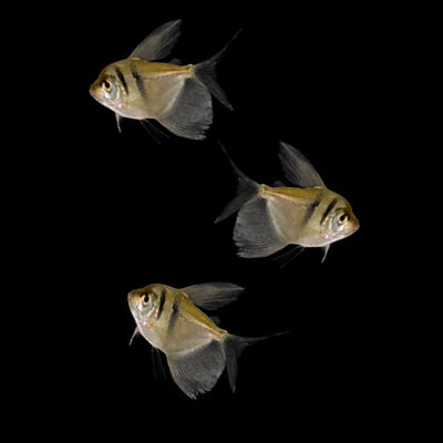 Three Black Skirt Tetras