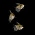 Three Black Skirt Tetras