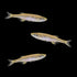 Complemento Danio del lago Inle (3 unidades)