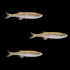 Complemento Danio del lago Inle (3 unidades)