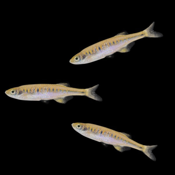Complemento Danio del lago Inle (3 unidades)