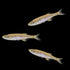 Complemento Danio del lago Inle (3 unidades)