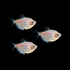 Starlight White Tetras (3ct)