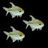 Diamond Tetras (3ct)