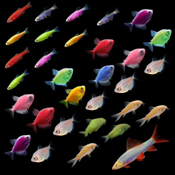 55G Collection 3