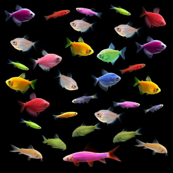 55G Collection 2