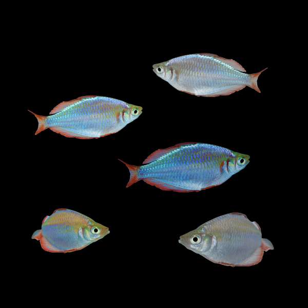 Dwarf Neon Rainbow Fish Set (5ct) Turning