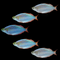Dwarf Neon Rainbow Fish Set (5ct)
