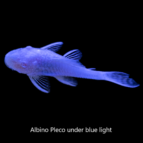 Albino Pleco under Blue light