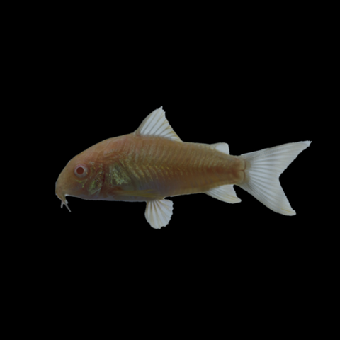 Albino Corydoras Catfish Single Fish