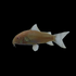 Albino Corydoras Catfish Single Fish
