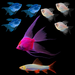 Three Electric Blue® GloFish® Long-Fin Skirt Tetras upper left, Three Starlight White® Skirt Tetras on the left, Starfire Red® GloFish® Angelfish center, Electric Blue® GloFish® Shark at the bottom