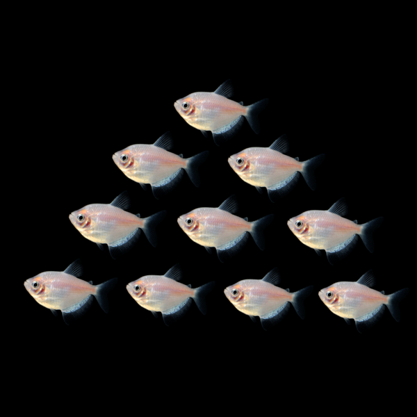 10 White Skirt Tetras