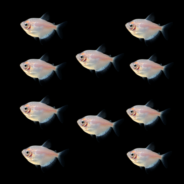 10 Starlight White Tetras