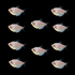 10 Starlight White Tetras