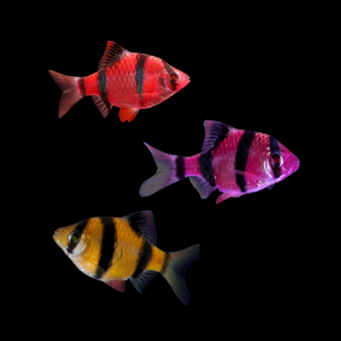 GloFish® Tiger Barb Red, Purple, Orange