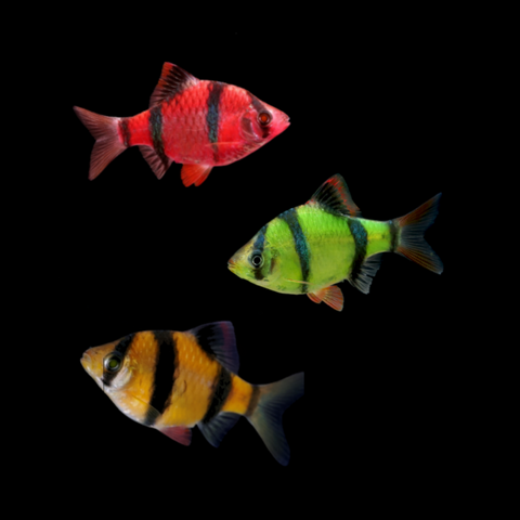 GloFish® Tiger Barb Red, Green, Orange