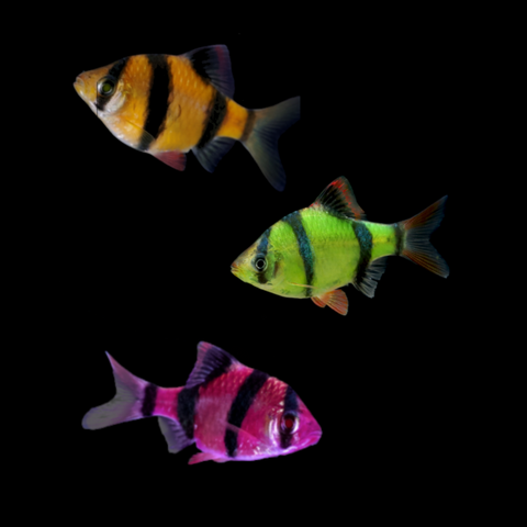 GloFish® Tiger Barb Orange, Green, Purple