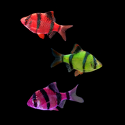 GloFish® Tiger Barb Red, Green, Purple