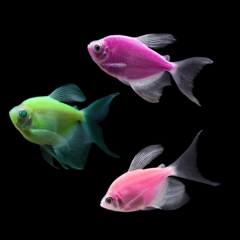 GloFish® Long-Fin Skirt Tetra Mixed Set (3ct)