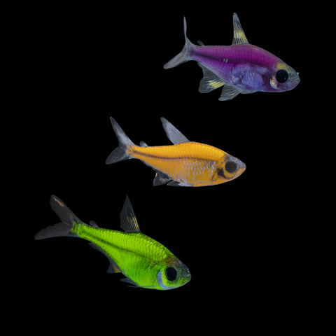 GloFish® Pristella Tetra Purple, Orange, Green