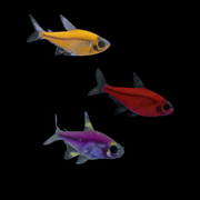 GloFish® Pristella Tetra Orange, Red, Purple