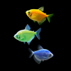 GloFish® Skirt Tetra Mixed Set (3ct) Yellow