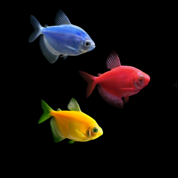 GloFish® Skirt Tetra Mixed Set (3ct) Blue