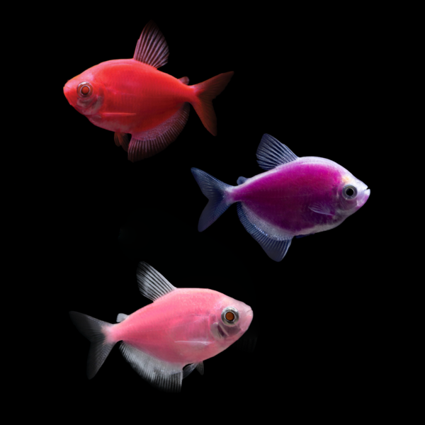 GloFish® Skirt Tetra Mixed Set (3ct) Red