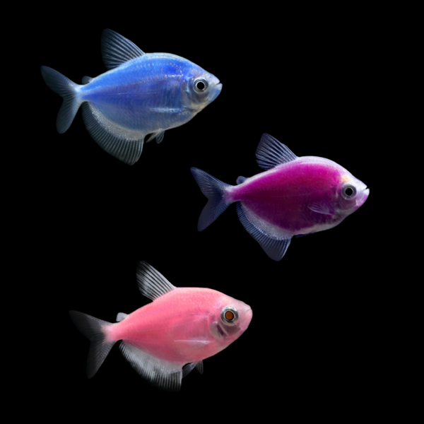 GloFish® Skirt Tetra Mixed Set (3ct) Blue