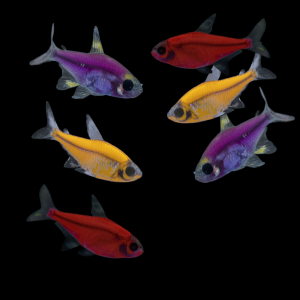 GloFish® Pristella Tetra Mixed Set (6ct) No Green