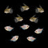 Black Tie Affair Set  Five Black Skirt Tetras, Five White Skirt Tetra