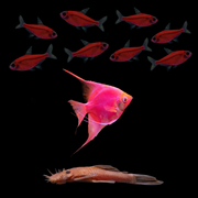 GloFish® 40G Blood Red Collection (10ct)