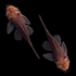 Rusty Red Bushy Nose Pleco Breeding Pair