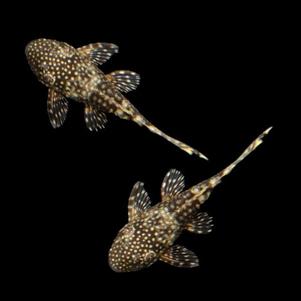 Bushy Nose Pleco Breeding Pair