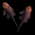 Rusty Red Bushy Nose Pleco Breeding Pair
